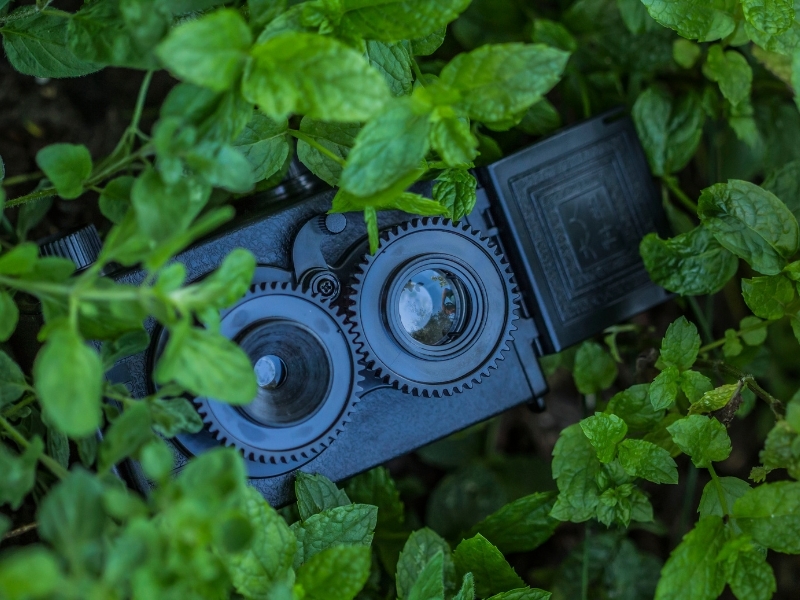 Cameră foto vintage printre frunze verzi