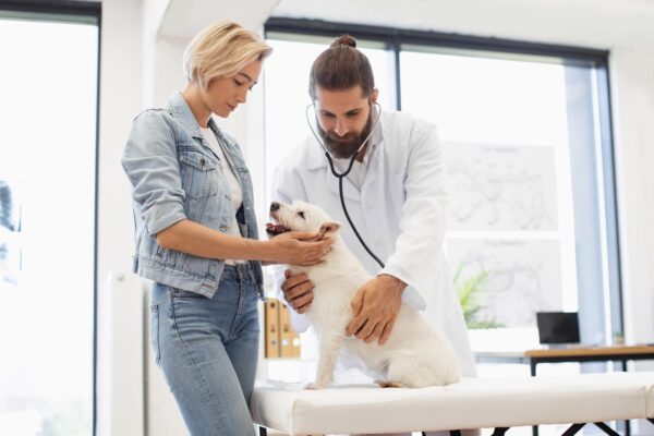 Cum deschizi un cabinet veterinar: autorizare, dotări și primii clienți